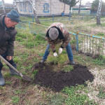 В рамках международной акции «Сад памяти» жители Башмаковского района продолжают присоединяться к традиции посадки деревьев