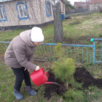 В рамках международной акции «Сад памяти» жители Башмаковского района продолжают присоединяться к традиции посадки деревьев
